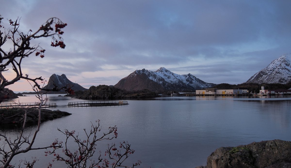 
Oppdrettsanlegg i Lofoten