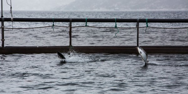 

Illustrasjonsbilde - to oppdrettslaks i merd som hopper opp og snapper etter luft