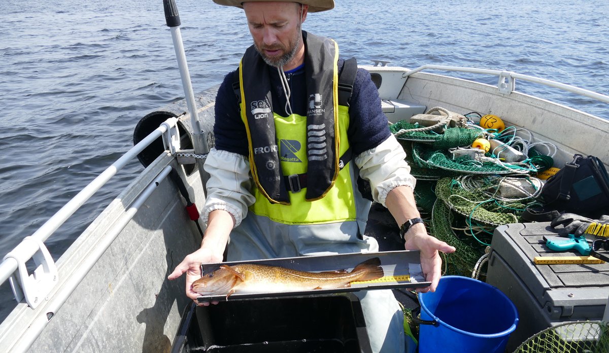 
mann i båt holder et kar med en torskefisk oppi