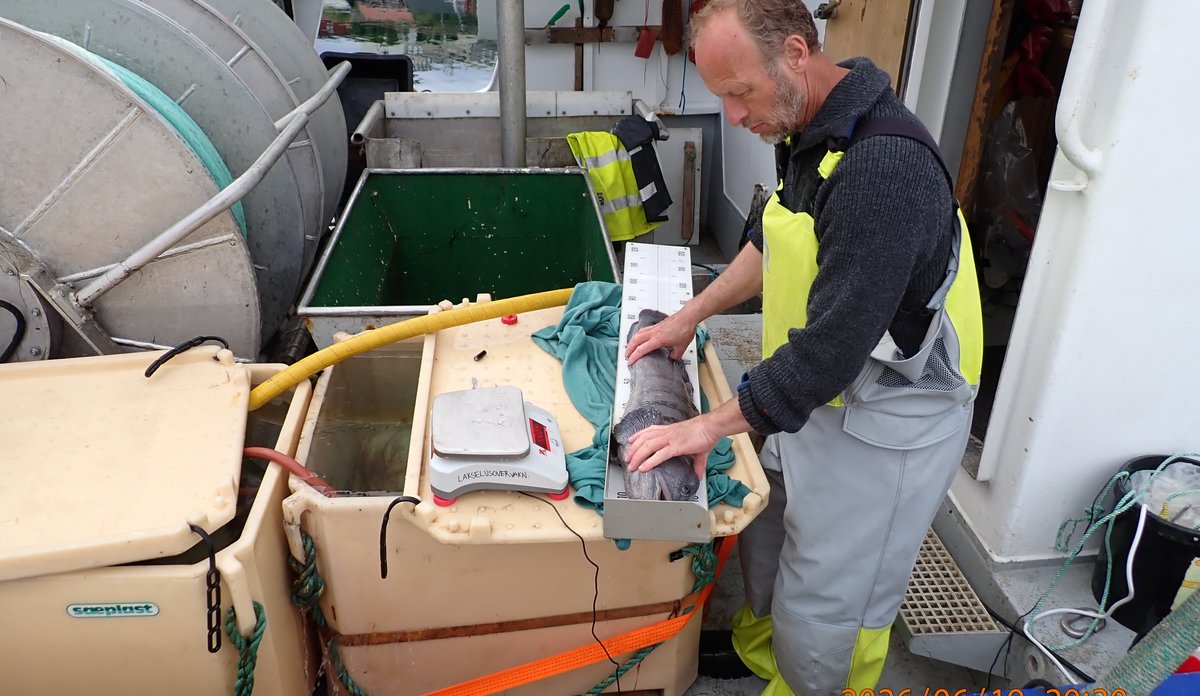 foto av mann som står foran brett med en fisk oppå