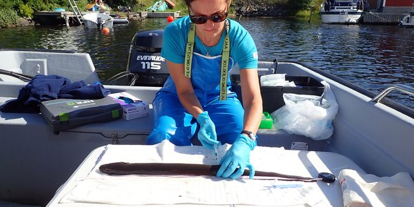 

HI-forsker Durif tar blodprøve av en ål