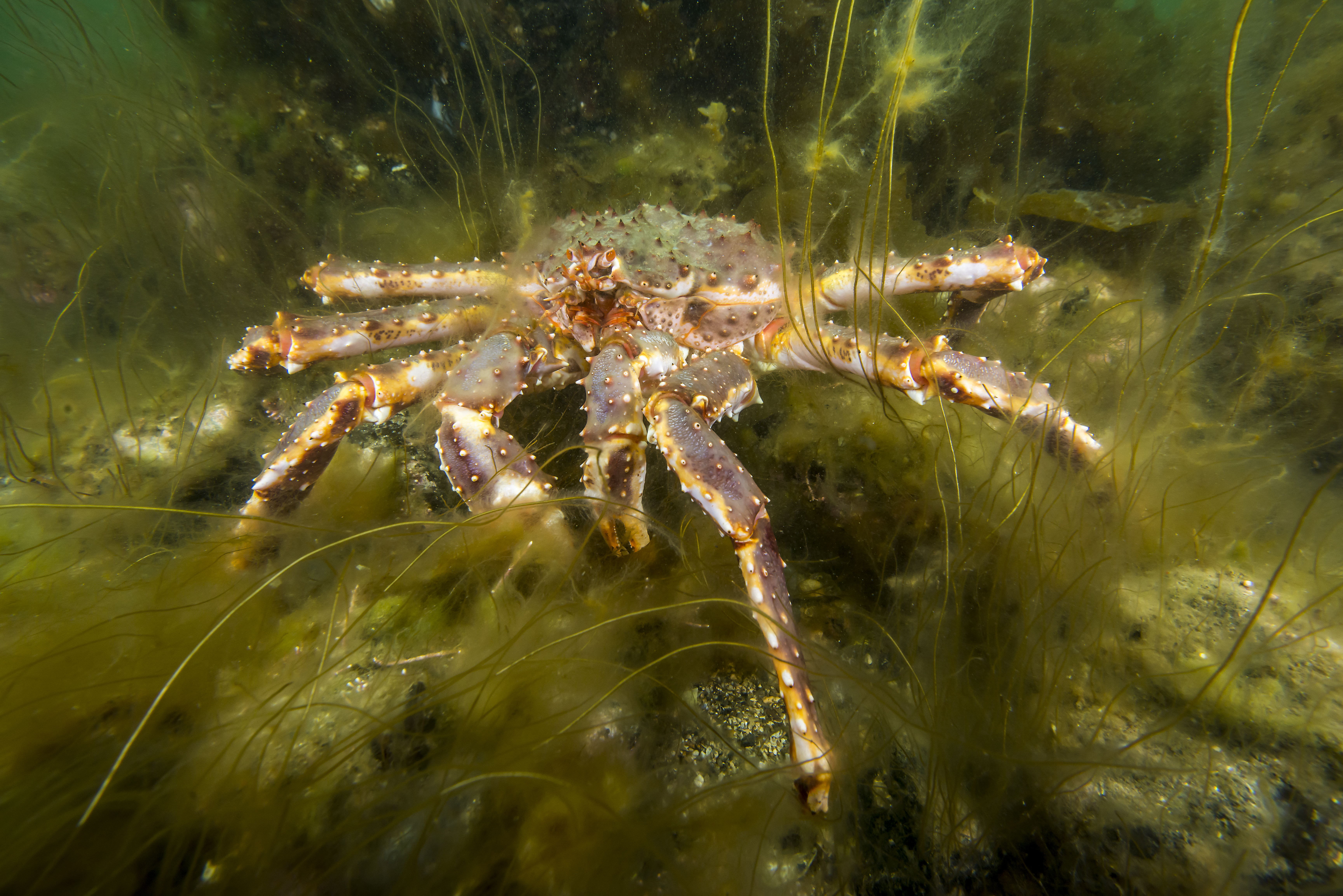 kongekrabbe på sjøbunnen