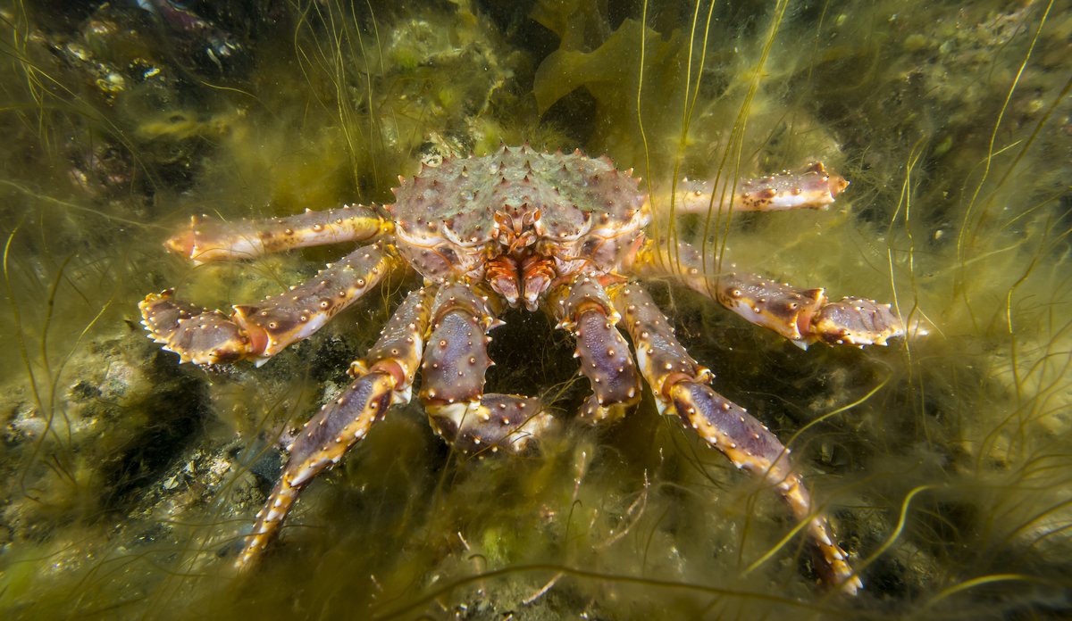 Undervannsfotografi av kongekrabbe på havbunn