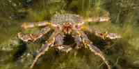 

Undervannsfotografi av kongekrabbe på havbunn