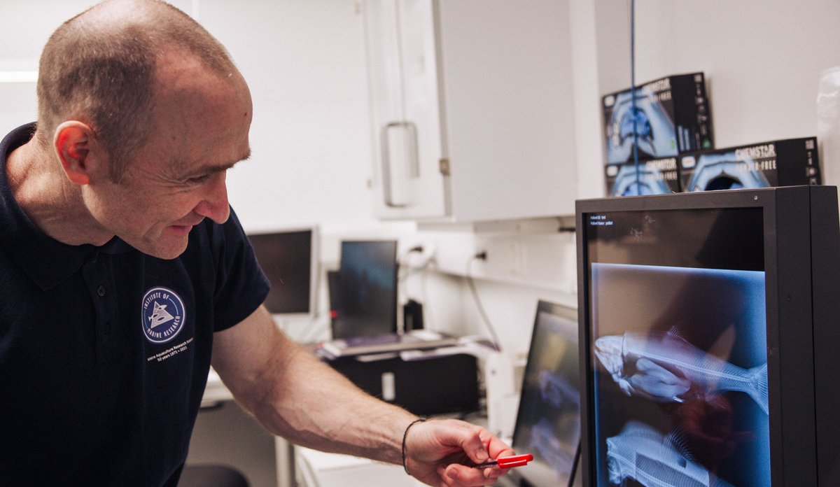 
En person ser på en skjerm som viser røntgenbilder av fisk.