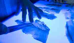 Kontroll av parasitter i fiskefileter. fileter under blå lys