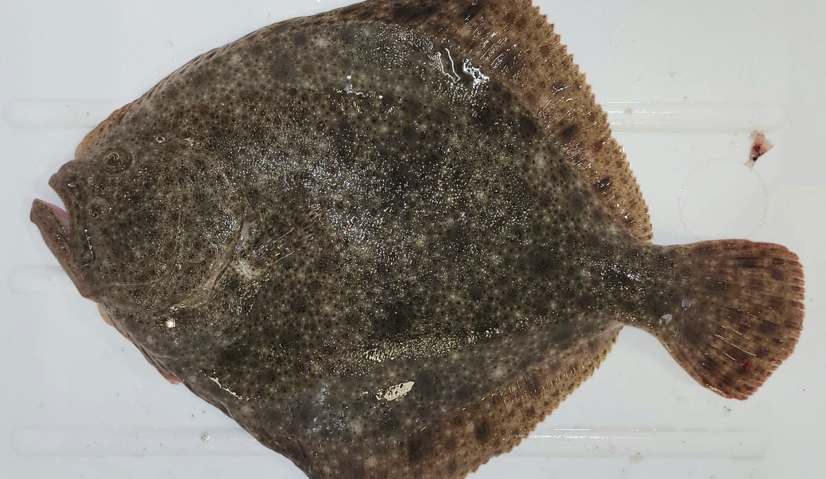 fisken piggvar