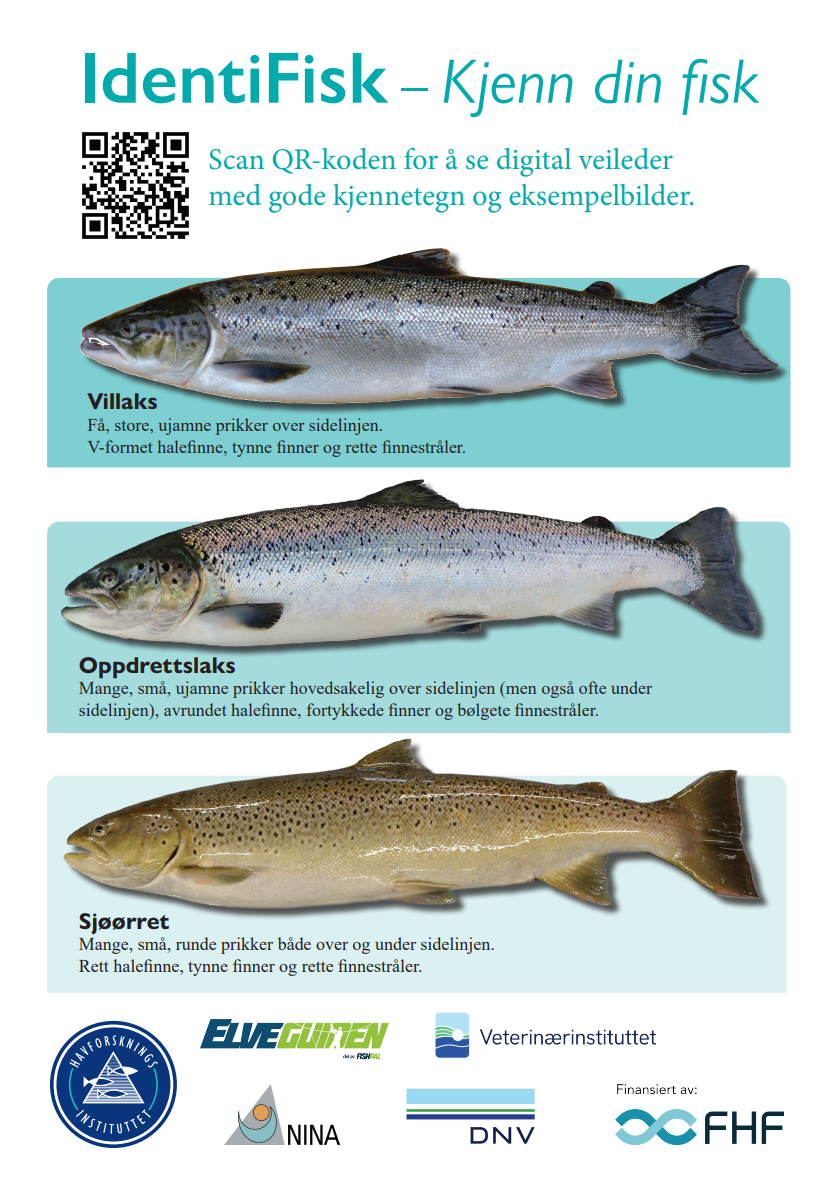 plakat av fisk