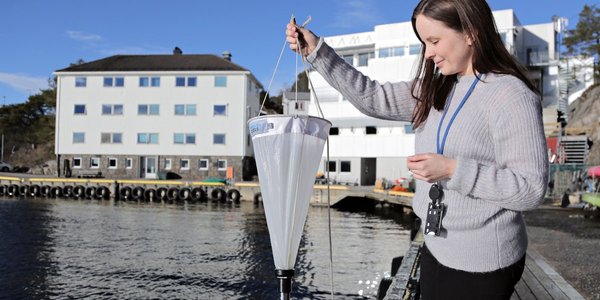 

gule streker og prikker på grå bunn 