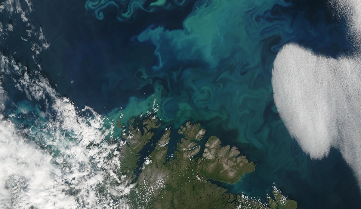 
På dette satellittbildet ser vi toppen av Norge - en del av Finnmark - i brungrønt. Til venstre og høyre i bilder er det skydekke i hvitt, mens midten av øvre del av bildet er blågrønne virvler som er massive planktonoppblomstringer sett fra verdensrommet.