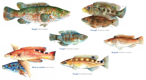 Illustrasjoner av ulike arter i leppefiskfamilien