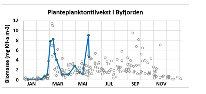 Figur som viser planteplanktontilvekst byfjorden Bergen 2025