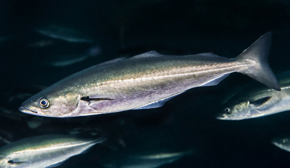 
Seistim. Fisken er sølvglinsende i fargen, med den karakterstiske stripen på midten av kroppen