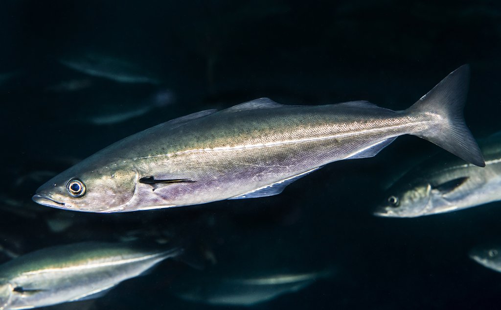 Seistim. Fisken er sølvglinsende i fargen, med den karakterstiske stripen på midten av kroppen