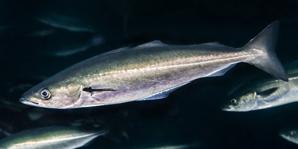 

Seistim. Fisken er sølvglinsende i fargen, med den karakterstiske stripen på midten av kroppen