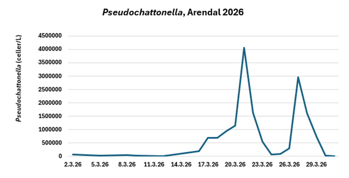 grafen viser at oppblomstringen har avtatt igjen