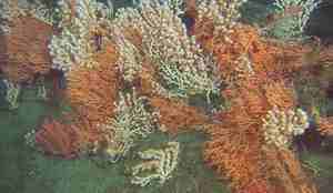 Primnoa