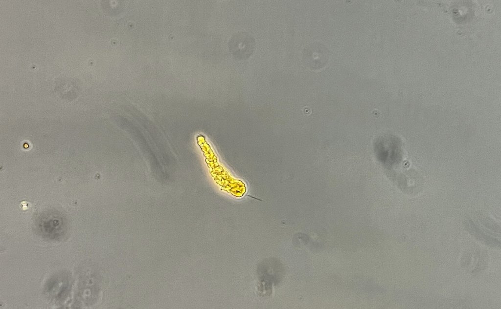 Pseudochattonella 2026