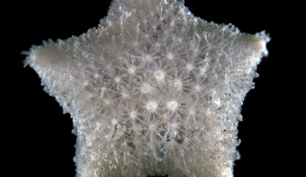 Pteraster pulvillus dorsal R1331 501