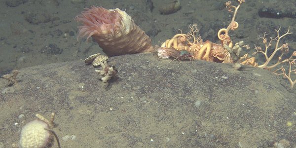 R1918VL1975_rijpfjorden_Hormatia sp_armer til medusahode.jpg