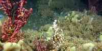 Korallrev som veks ut over havbotnen. Den raude sjøtre-korallen stikk opp i framkant, medan små svampar er spredt utover revet.
