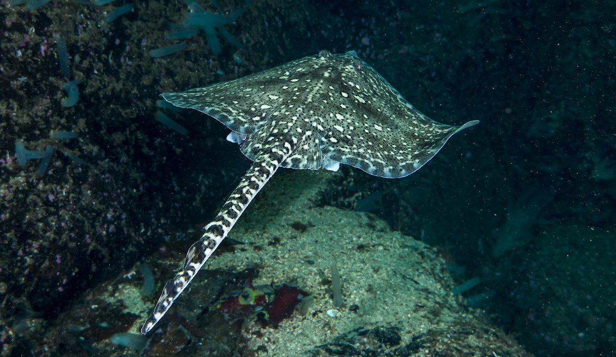 Raja clavata 09 2015 (1)