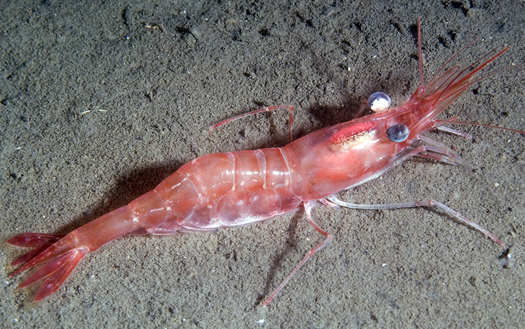 En flott rød reke på havets bunn.