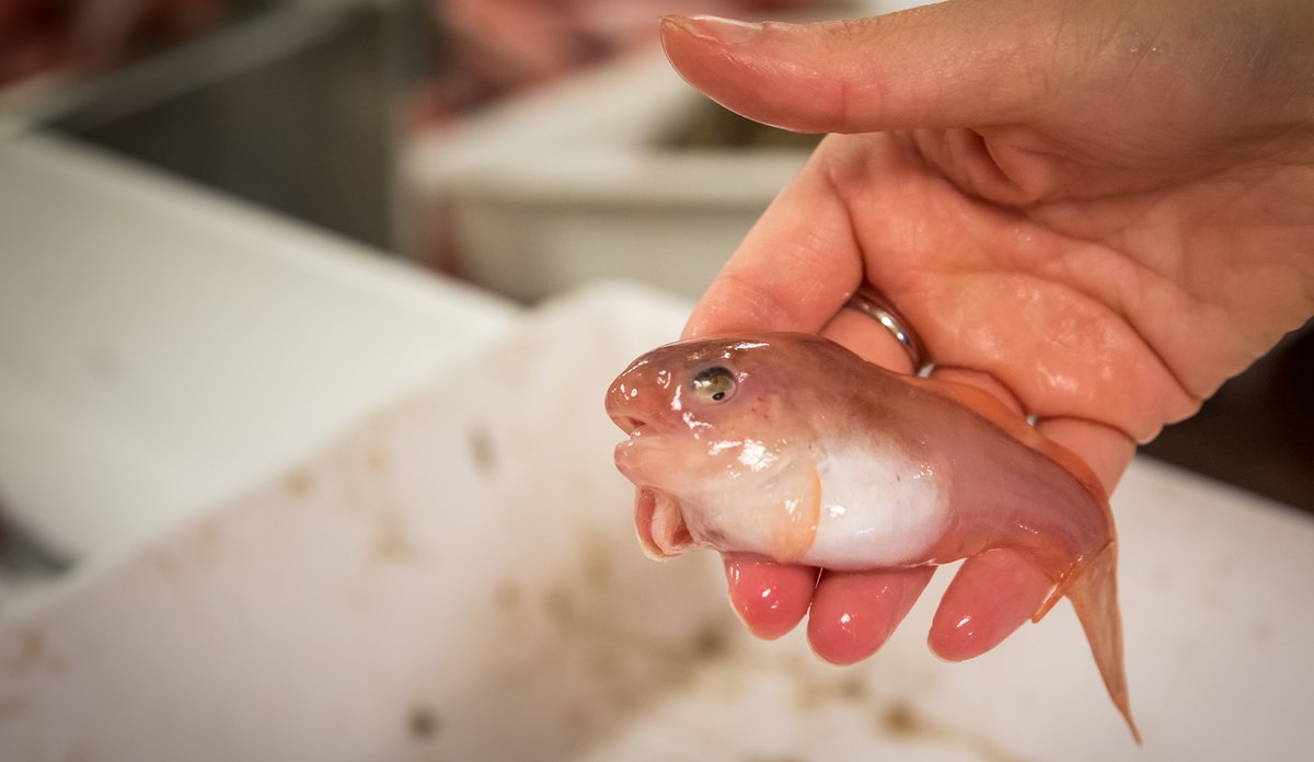 
En liten ringbuk holdes i en hånd