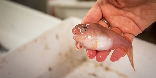 

En liten ringbuk holdes i en hånd