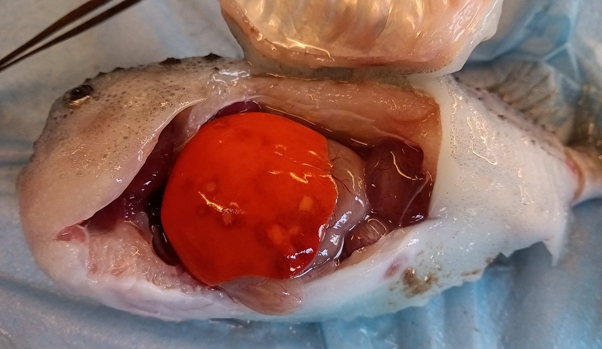 
Vi ser ein fisk som er åpna i buken, levra tyt ut som ein stor rød ballong der ein kan sjå mørke flekkar.