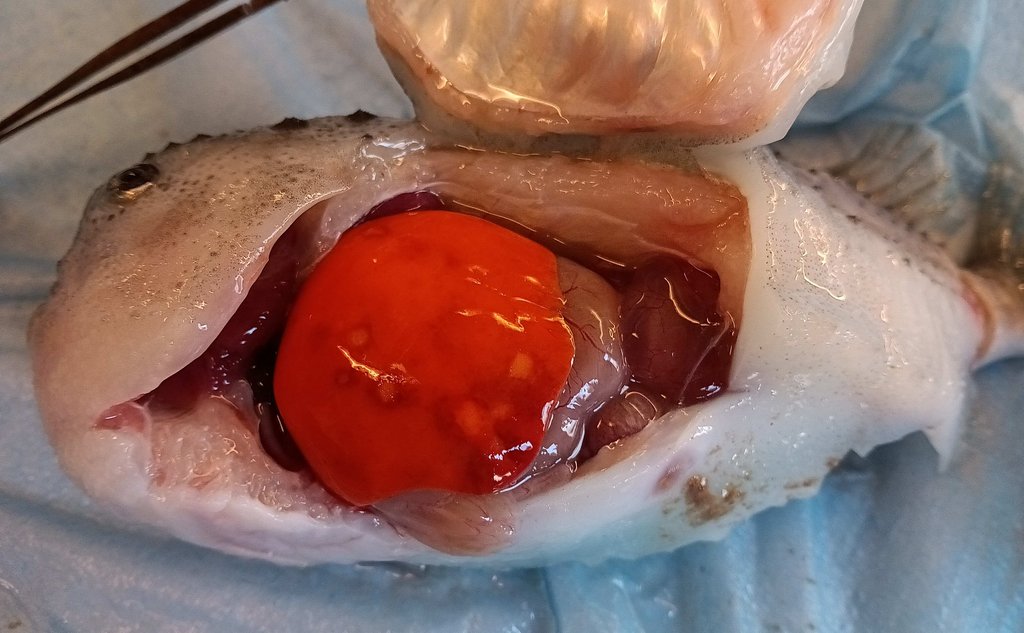 Vi ser ein fisk som er åpna i buken, levra tyt ut som ein stor rød ballong der ein kan sjå mørke flekkar.