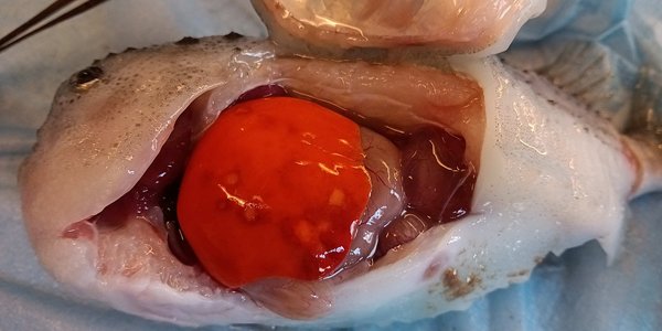 

Vi ser ein fisk som er åpna i buken, levra tyt ut som ein stor rød ballong der ein kan sjå mørke flekkar.