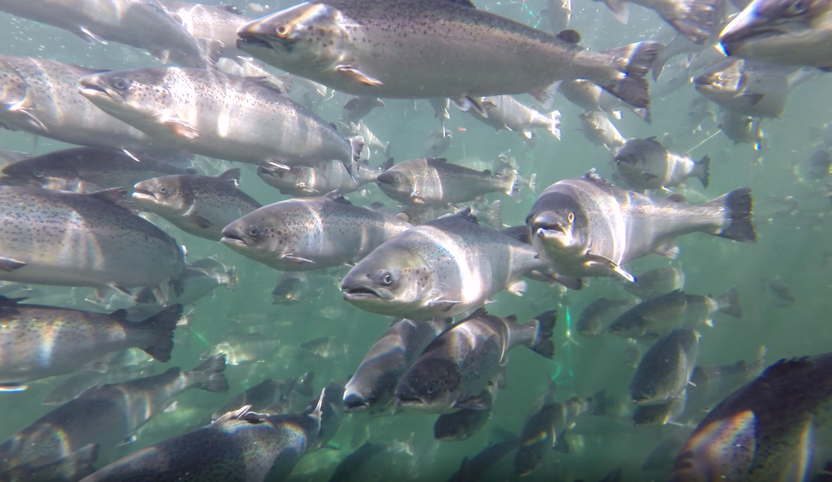 
Salmon swimming by Frode Oppedal