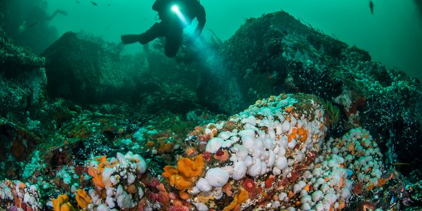 

Dykkar med lommelykt over sjøbotnen, fargerike anemonar og sjøstjerner i framgrunnen.