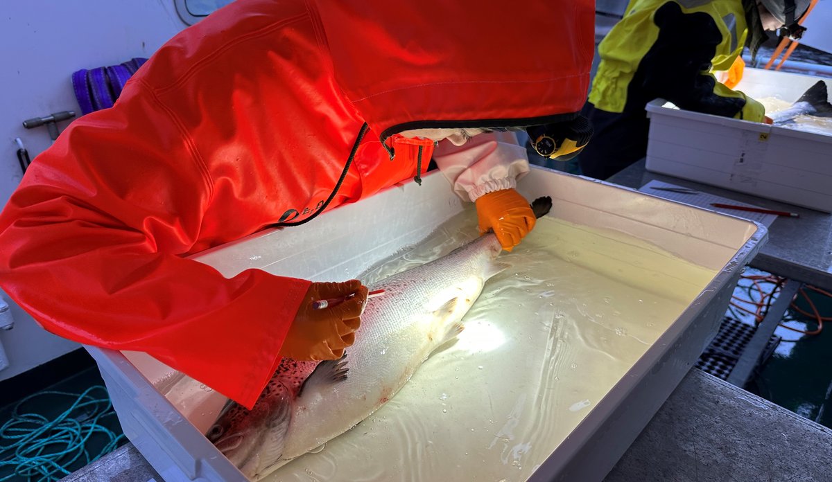 
forsker som teller lus på en fisk i en kar