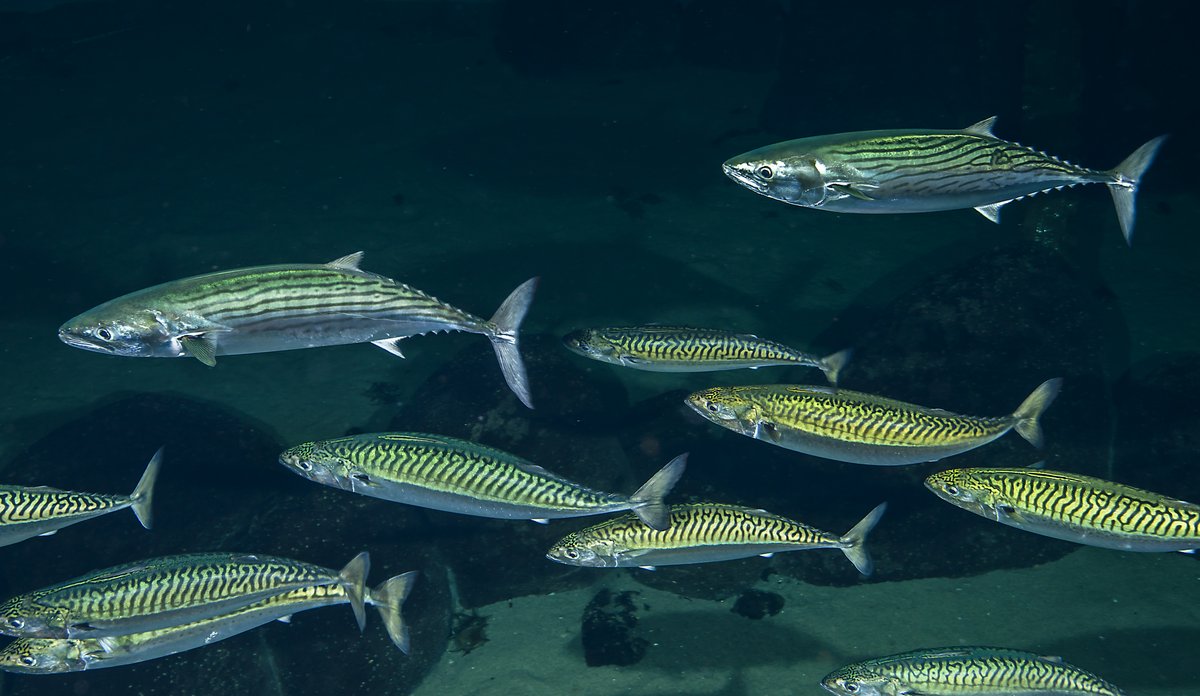 Liten stim med fisk som har striper på ryggene sine