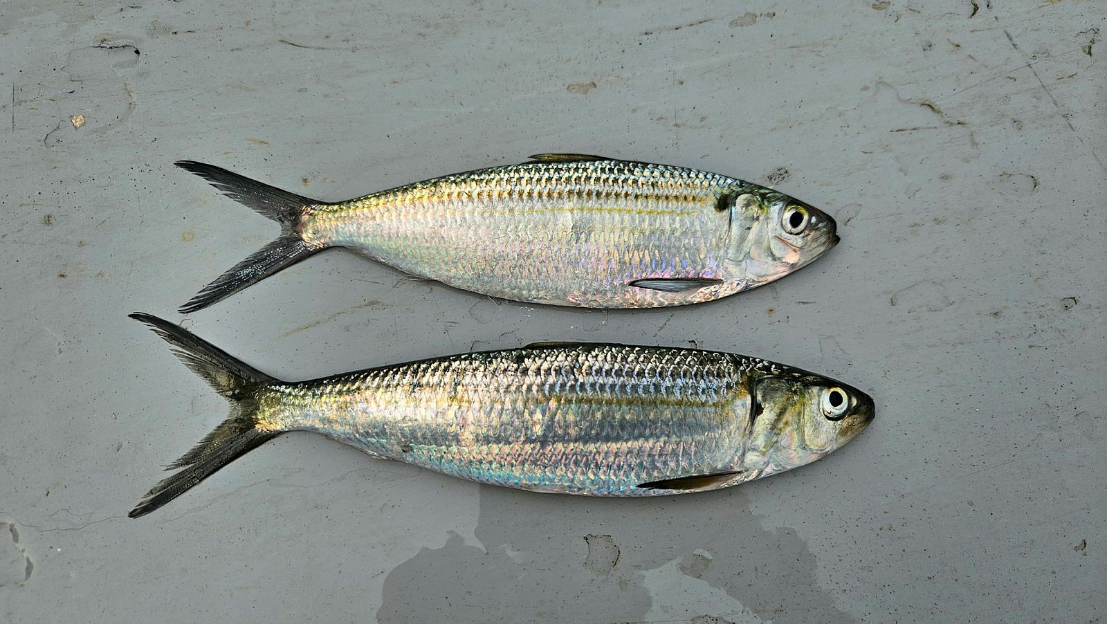 To fisk av arten sardinella, som ligner ganske mye på sardin.