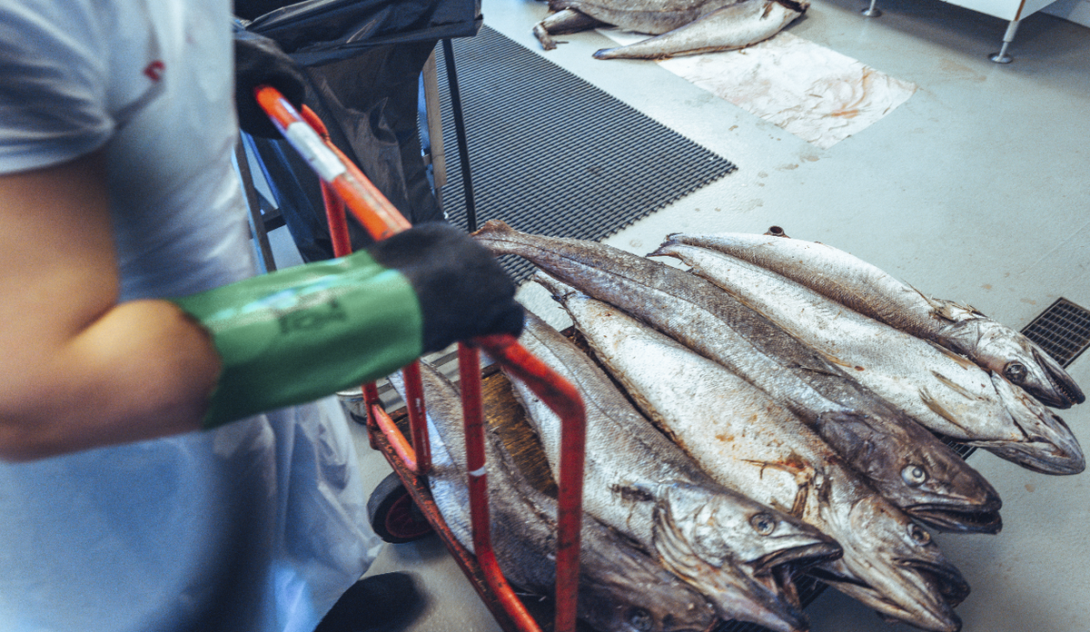 
Hake in lab