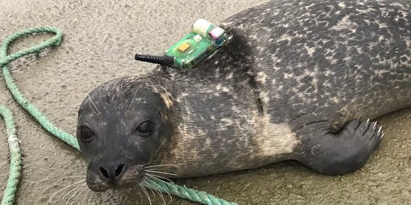 

en steinkobbe med at satellitmerke på ryggen