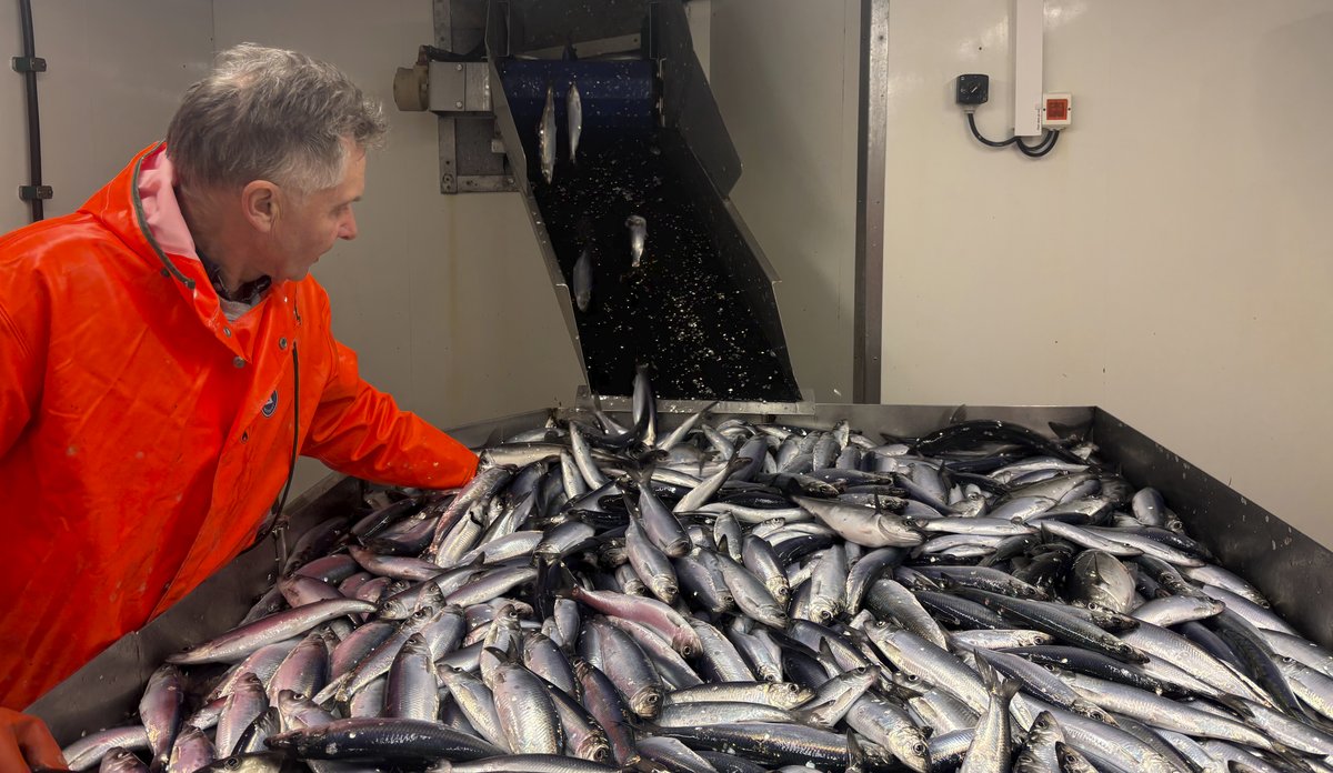 mann foran bord med mye fisk