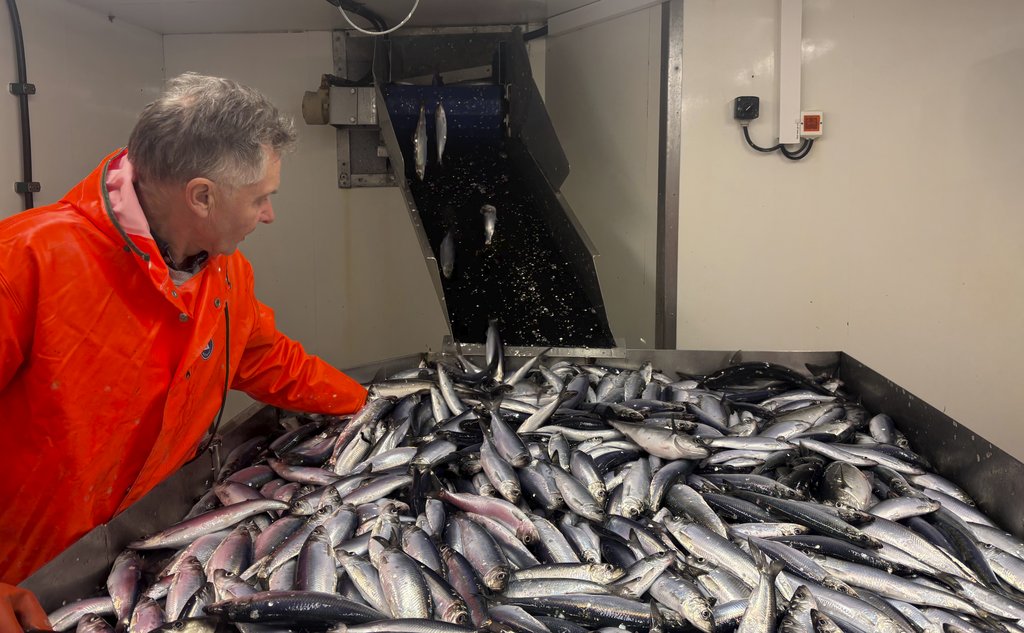 mann foran bord med mye fisk