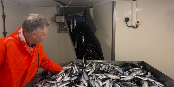 

mann foran bord med mye fisk