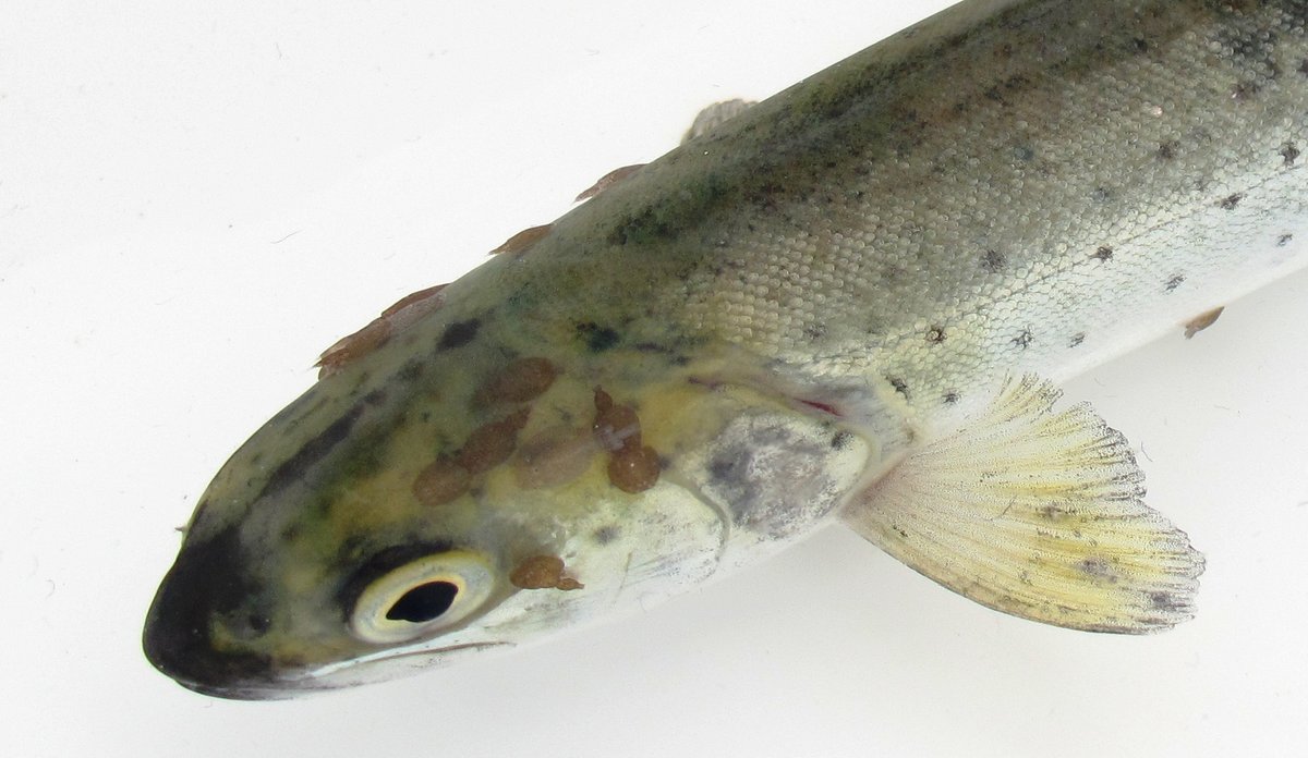 Photo of a sea trout with salmon lice.