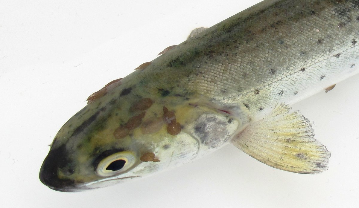 
Photo of a sea trout with salmon lice.