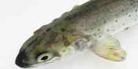 

Photo of a sea trout with salmon lice.
