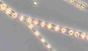Mikroskopbilde av noe som ligner med små stokker med flere lys på stammene.