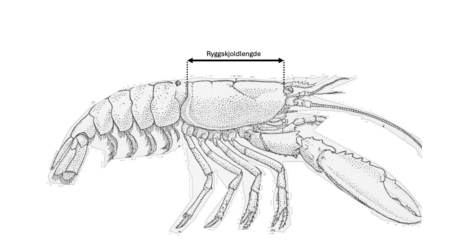 illustrasjon av hummer