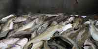 

Skrei