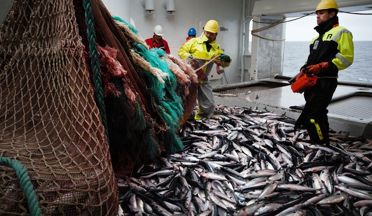 
Solid makrellfangst på 14 tonn veies  ombord på Kings Bay sørvest av Jan Mayen 23 juli 2020