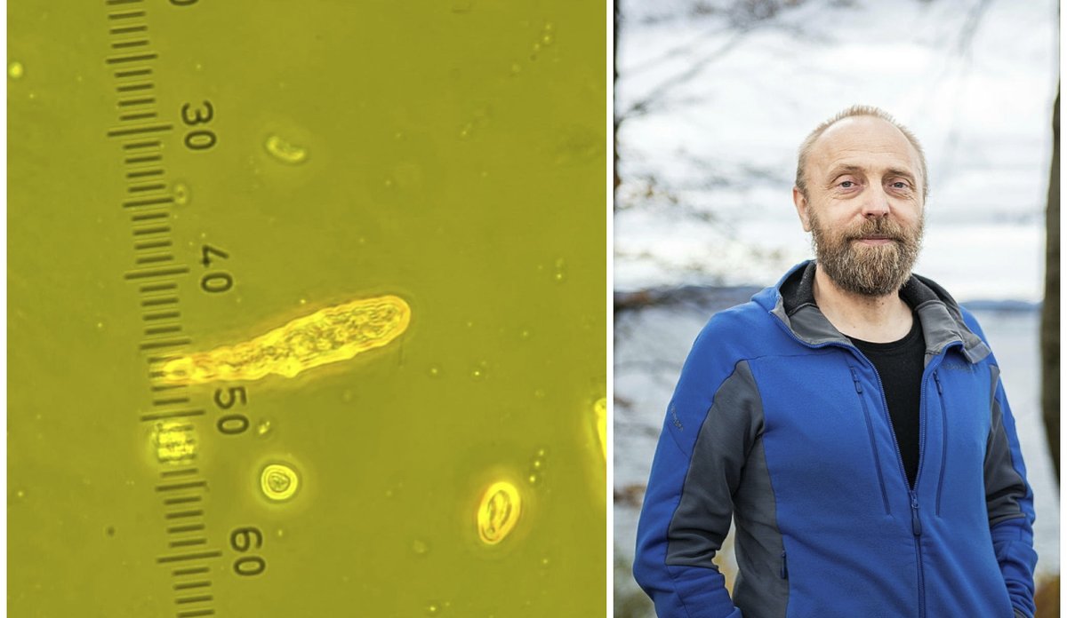 
Todelt bilde som viser en alge på eine sida og en person på andre.